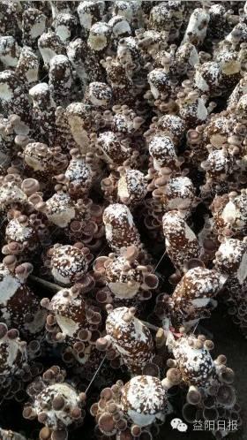 魚形山街道科技新動態,智能生活引領未來,最新發展觸手可及