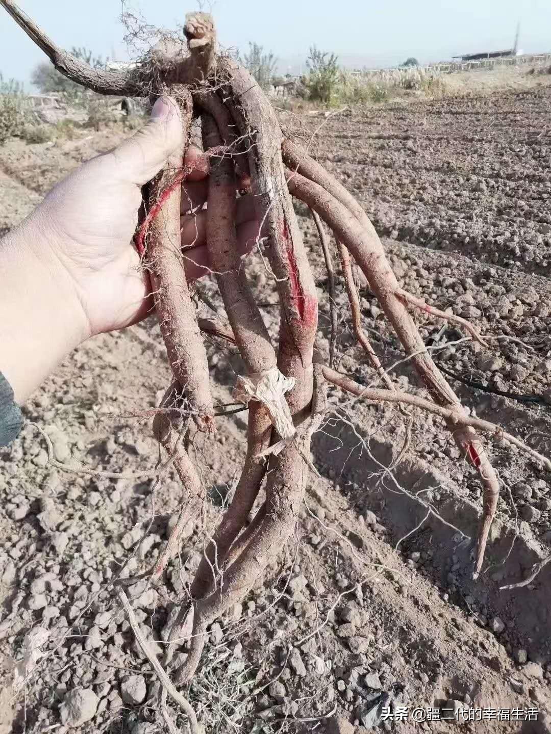 新疆棗行情揭秘,一顆紅棗背后的勵志故事
