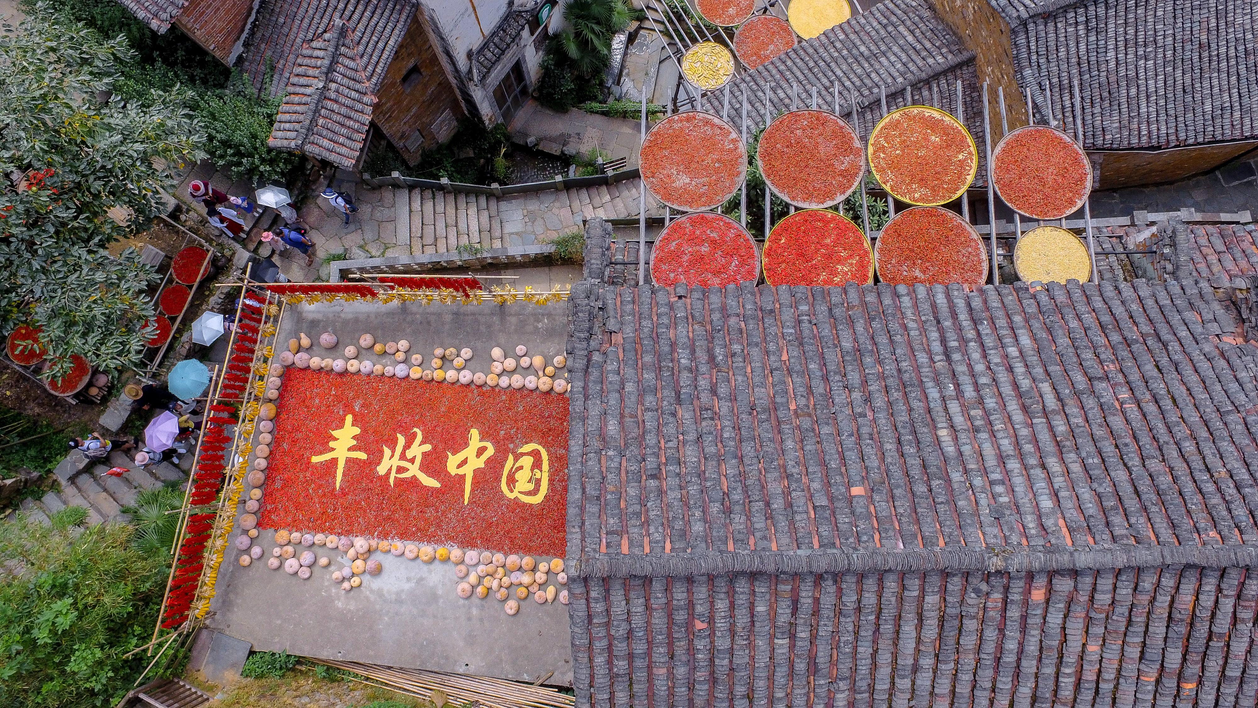 江西玉米價格動態(tài)揭秘,田間的溫情故事探索