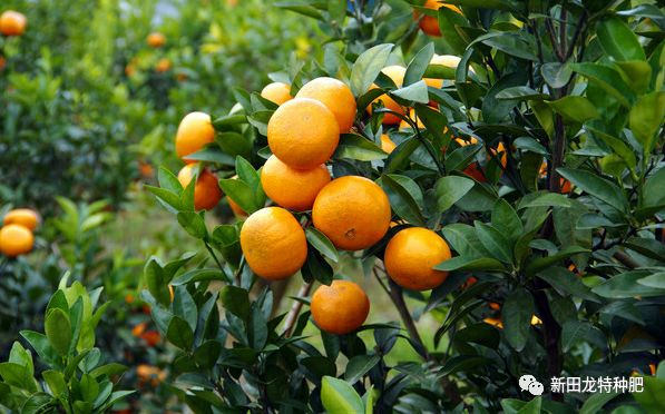 茂谷柑行情概覽,分析與購買指南