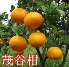 茂谷柑行情概覽,分析與購買指南