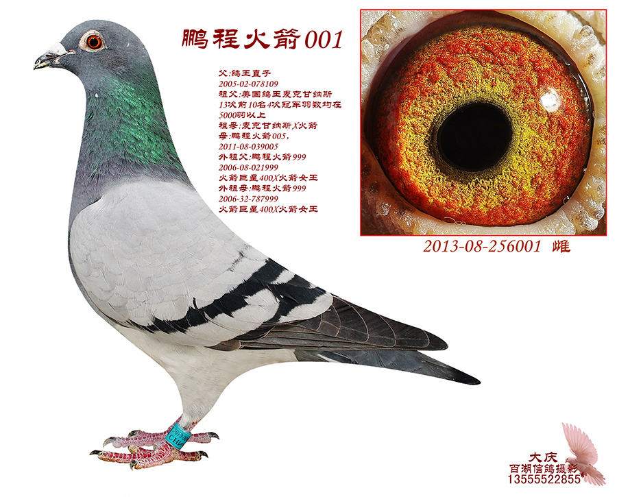 最新種鴿,引領未來鴿壇的領軍者