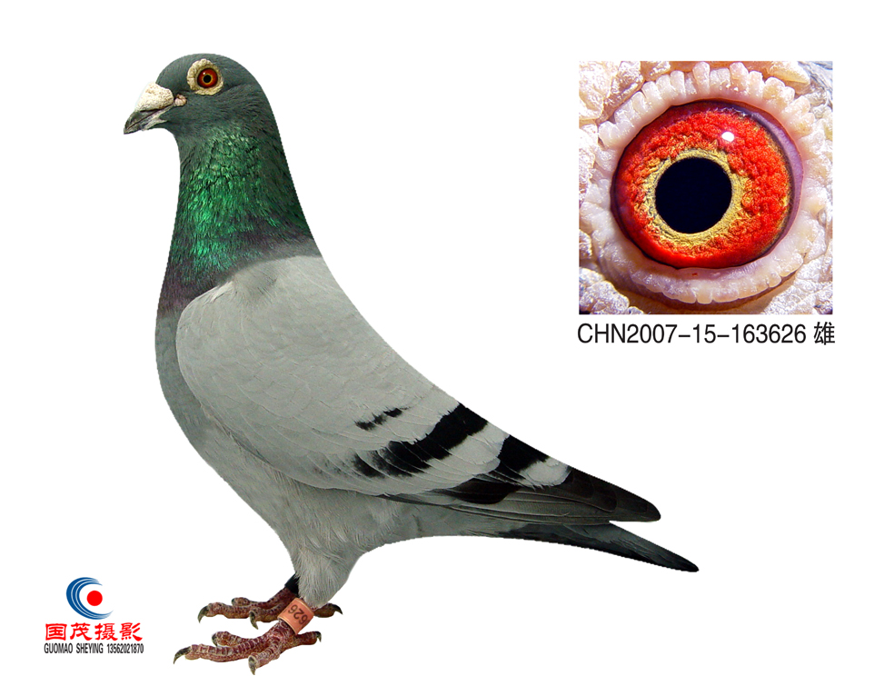 最新種鴿,引領未來鴿壇的領軍者