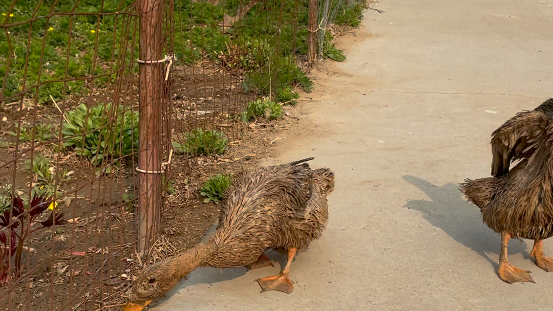最新老鴨窩信息發布深度分析與觀點闡述