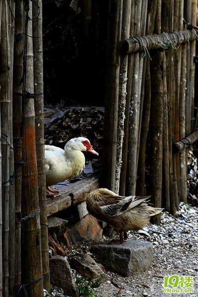 最新老鴨窩信息發布深度分析與觀點闡述