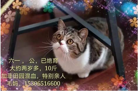 貓咪版C1全新升級揭秘,小巷特色小店的神秘面紗