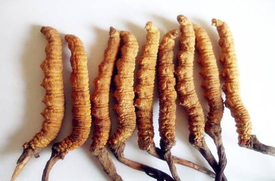 那曲蟲草最新價格解析,市場走勢與影響因素深度探討