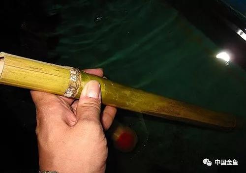 養(yǎng)魚最新工具概覽,創(chuàng)新產(chǎn)品助力養(yǎng)魚事業(yè)?