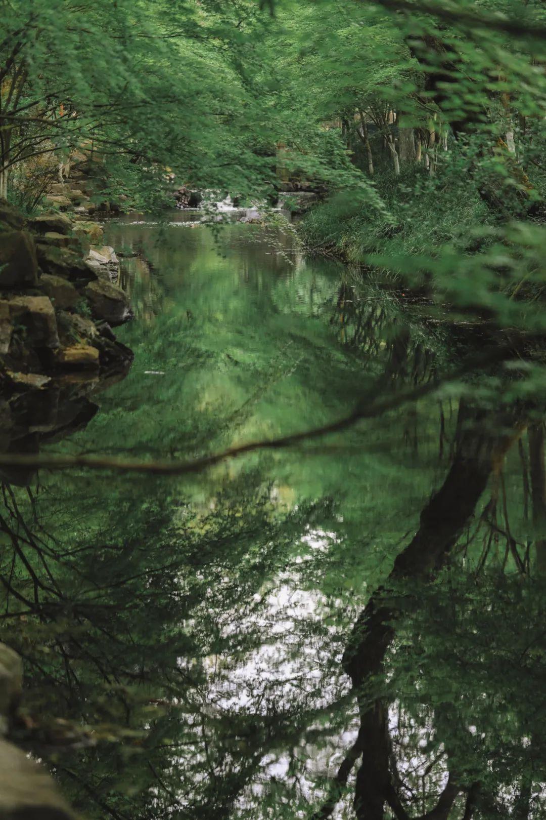小巷深處的特色茶香之旅,采茶最新版體驗報告