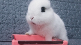 兔子可愛最新視頻,萌翻你的世界!