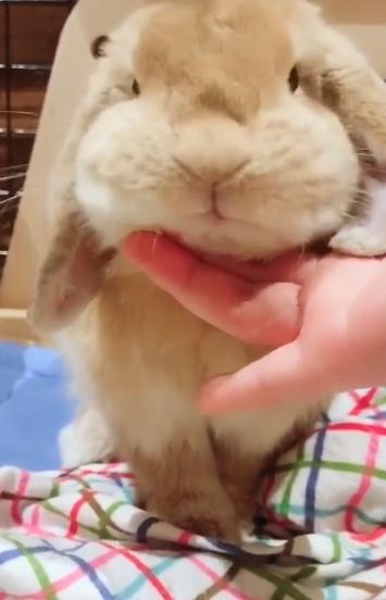 兔子可愛最新視頻,萌翻你的世界!