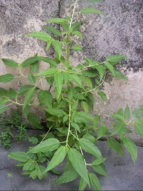 最新水麻皮,時(shí)尚新潮的材質(zhì)首選