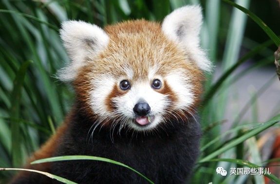 掌握小熊貓飼養技能,從新手到專家的飼養指南