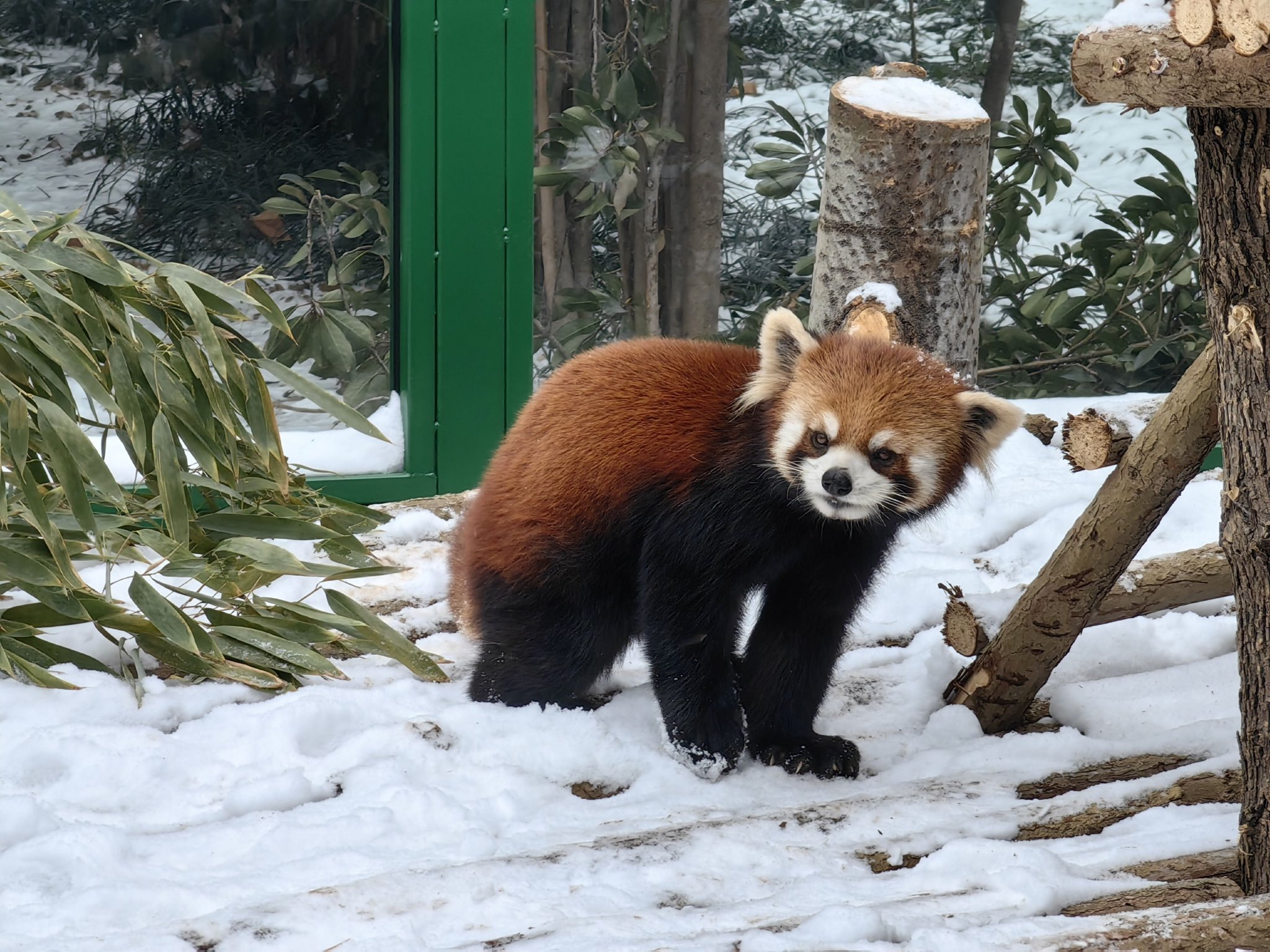 掌握小熊貓飼養技能,從新手到專家的飼養指南