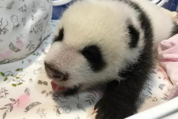 熊貓日記最新更新,竹林中的溫馨日常時光