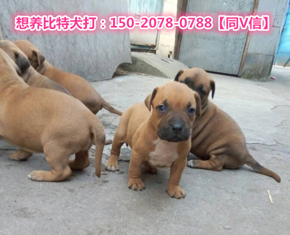 今日比特行情,領航時代黃金與數字經濟的新紀元