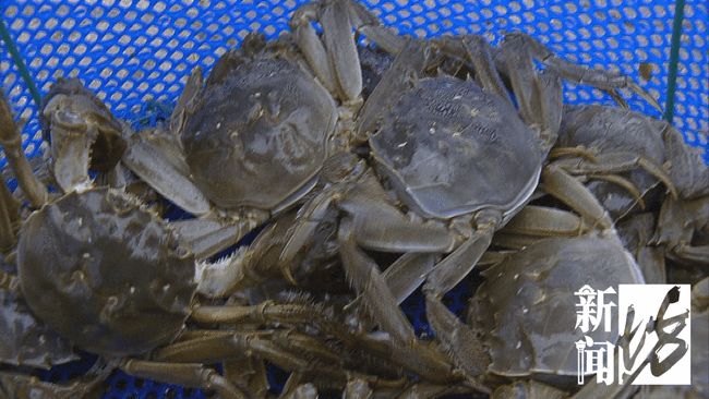 母蟹最新價格,時代背景下的市場深度洞察