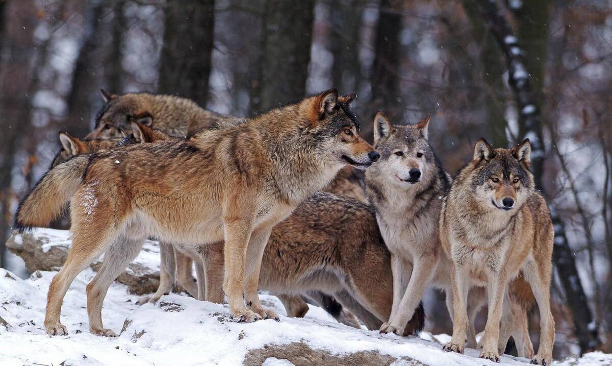 狼友最新分享揭秘時代背景下的獨特現象探索