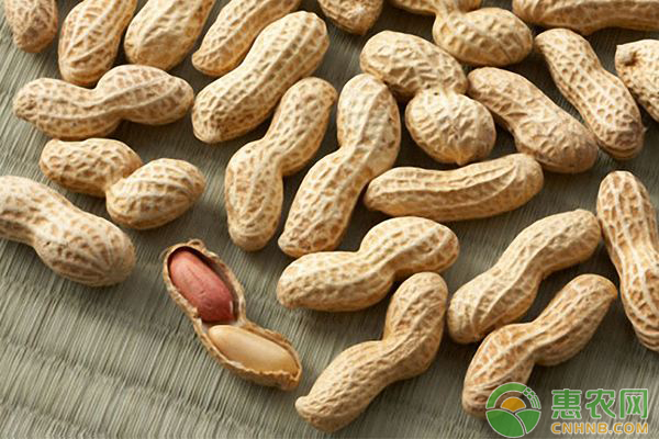 今日花生最新價,科技智能引領(lǐng)生活未來新篇章