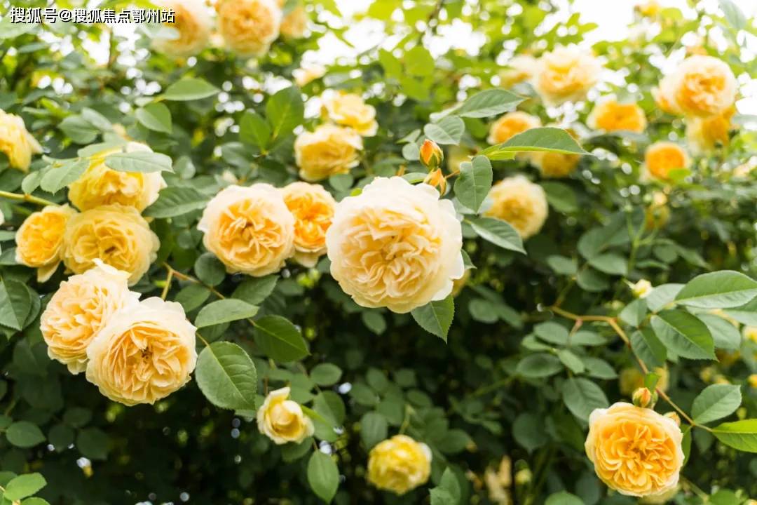 最新佐櫻文,小巷深處的獨特風味情感故事