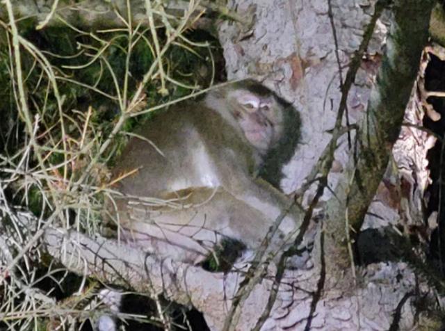 美國新冠疫情最新動態,全面防護指南與應對策略