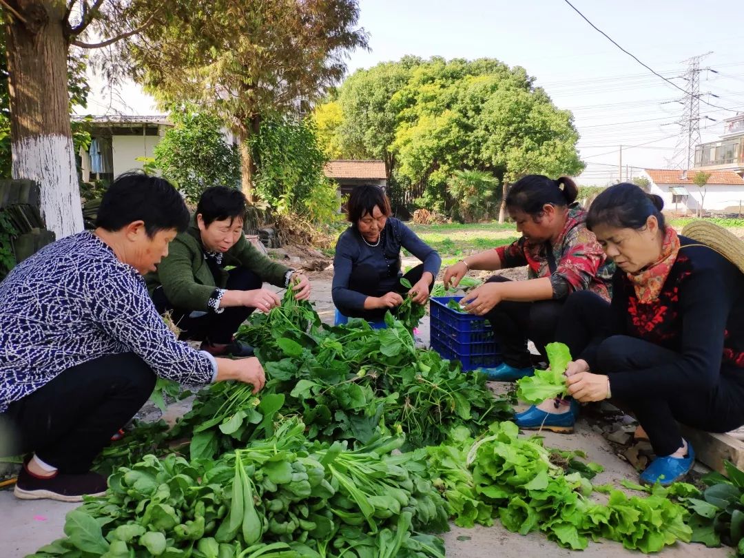 北菜園改造最新進(jìn)展,變化中的生機(jī)與成就感的源泉
