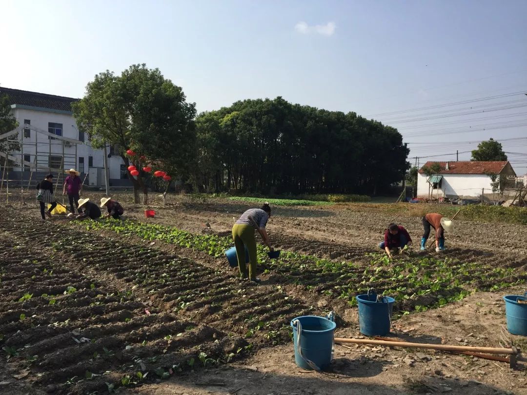 北菜園改造最新進(jìn)展,變化中的生機(jī)與成就感的源泉