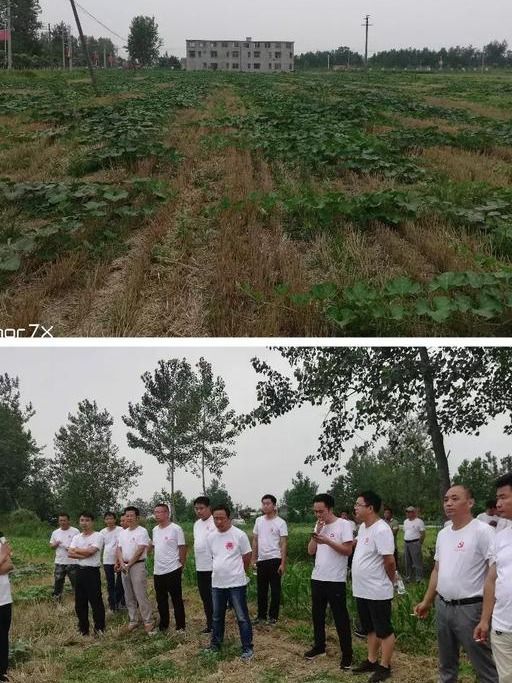 河南淮濱張里最新動態與消息指南