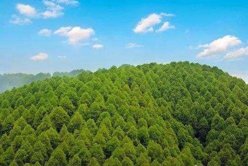 樟油提煉二手設(shè)備,科技引領(lǐng)產(chǎn)業(yè)革新,重塑傳統(tǒng)工藝的價(jià)值