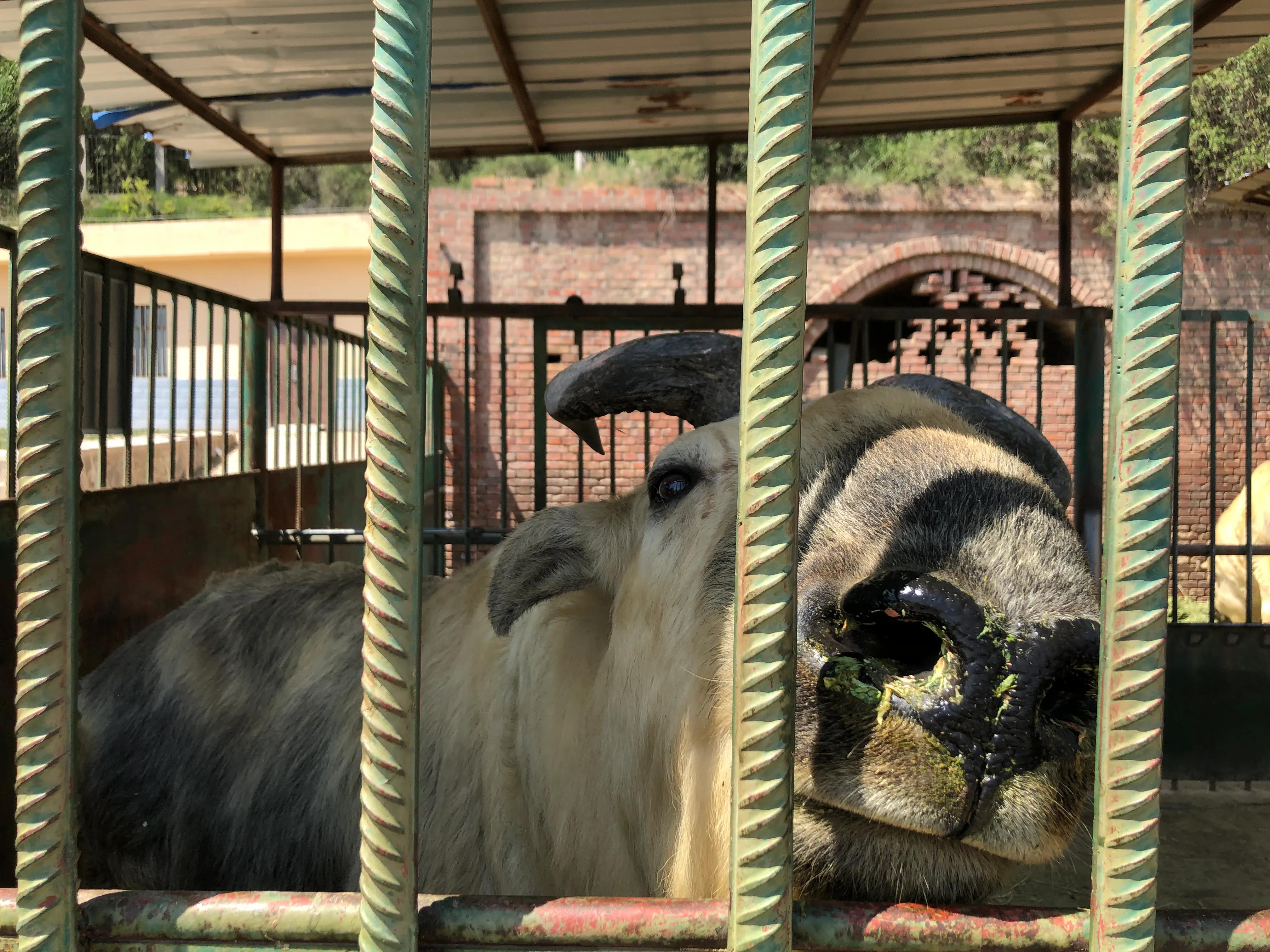 蘭州動物園最新規劃圖詳解,觀點與規劃展望