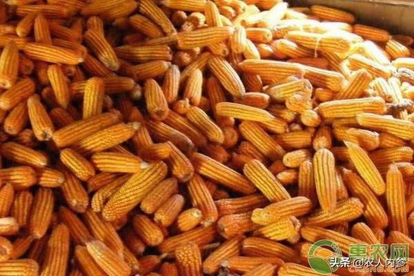 全國最新玉米價(jià)格行情深度解析與觀點(diǎn)論述