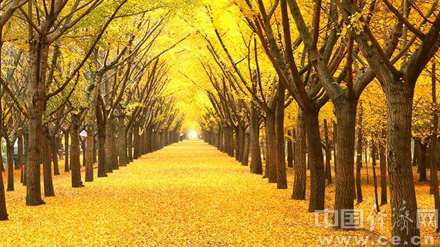 邳州鐵富事件最新進展及小巷深處的獨特風味揭秘