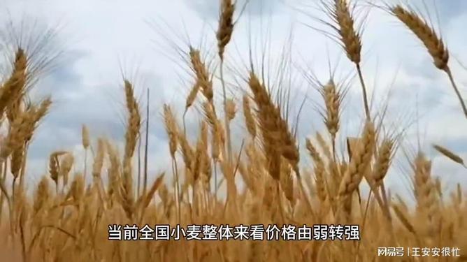 未來(lái)小麥?zhǔn)召?gòu)價(jià)趨勢(shì)探討,2025年最新預(yù)測(cè)