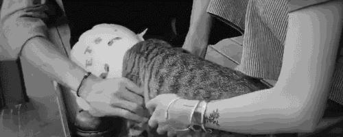 京基100自助餐最新價格信息???