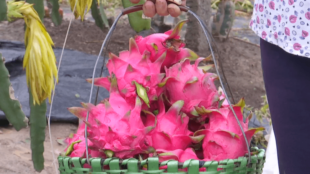 臺(tái)灣最新品種火龍果，自然美景的探索之旅