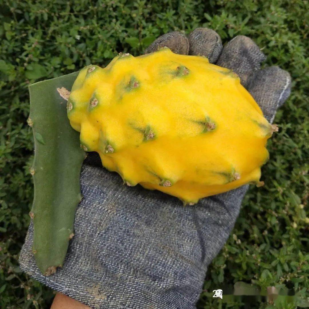 臺灣最新品種火龍果,自然美景的探索之旅