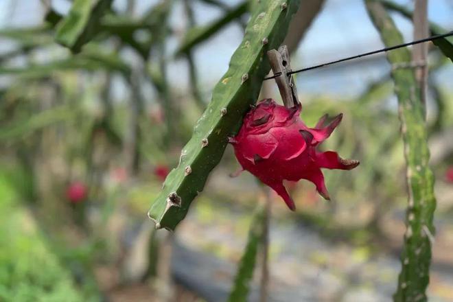臺灣最新品種火龍果,自然美景的探索之旅
