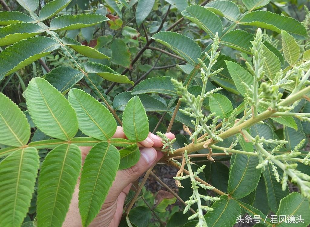 湖北鹽改最新消息新聞更新