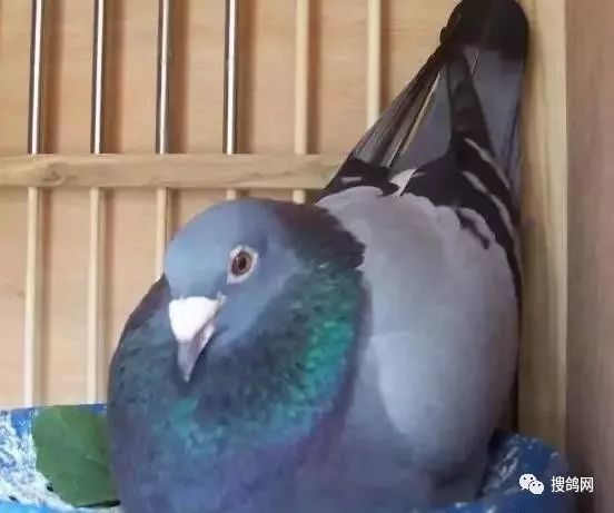 搜鴿網韓兆海最新視頻聚焦觀點分析